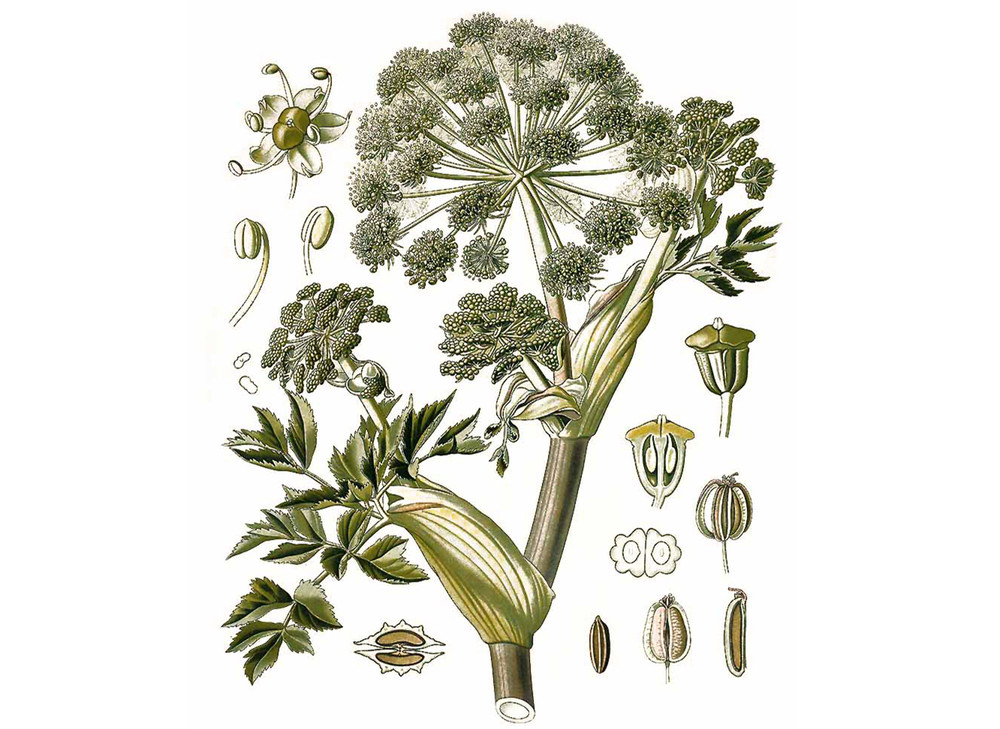 Angelica_Seeds_OG_2019-11-04__99220.1591732866
