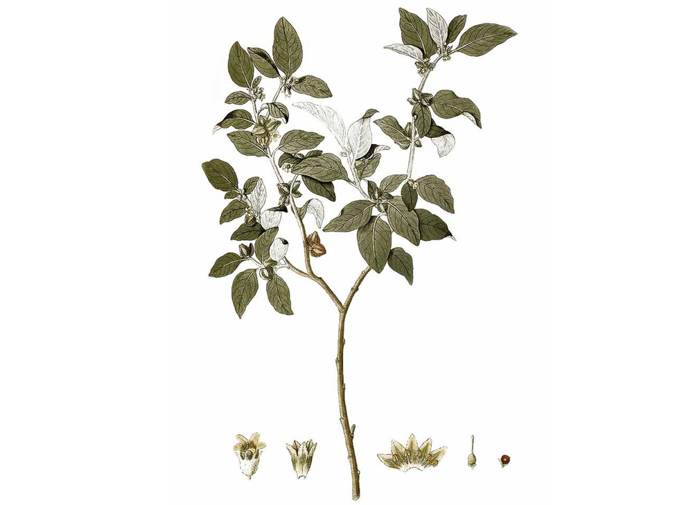 Ashwaganda_Seeds_OG_2019-11-04__48443.1591733042