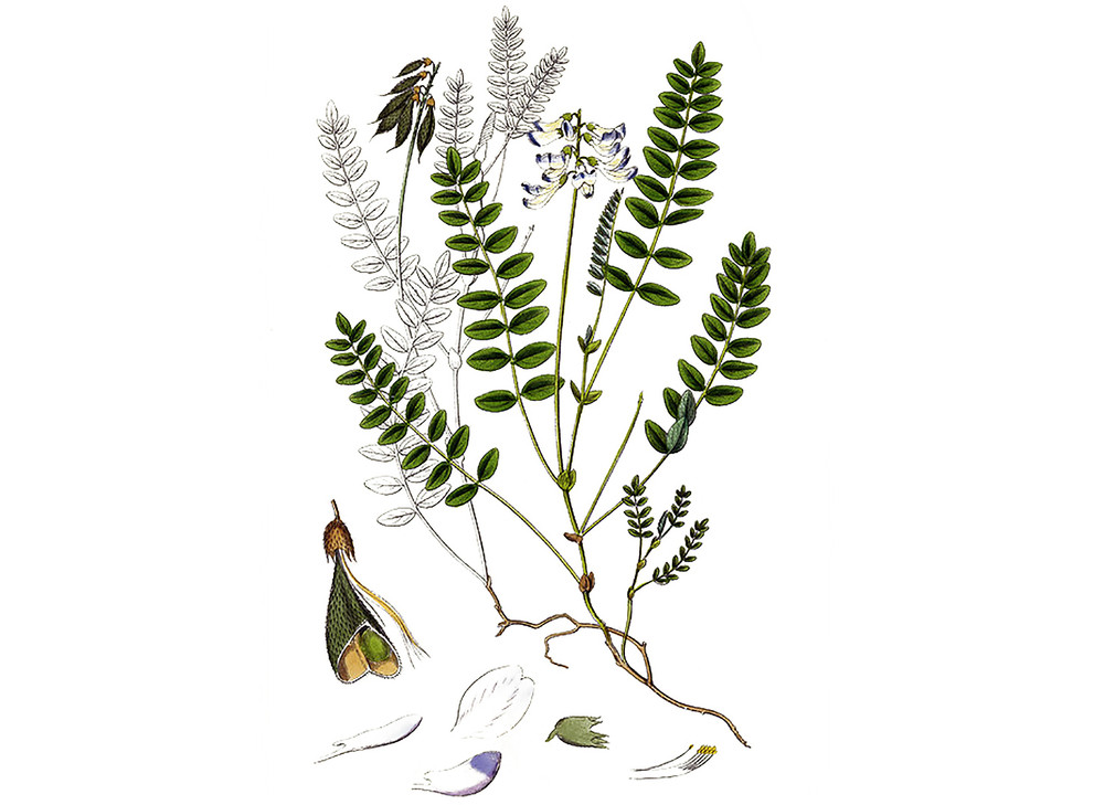 Astragalus_Seeds_OG_2019-11-04__84107.1591733218