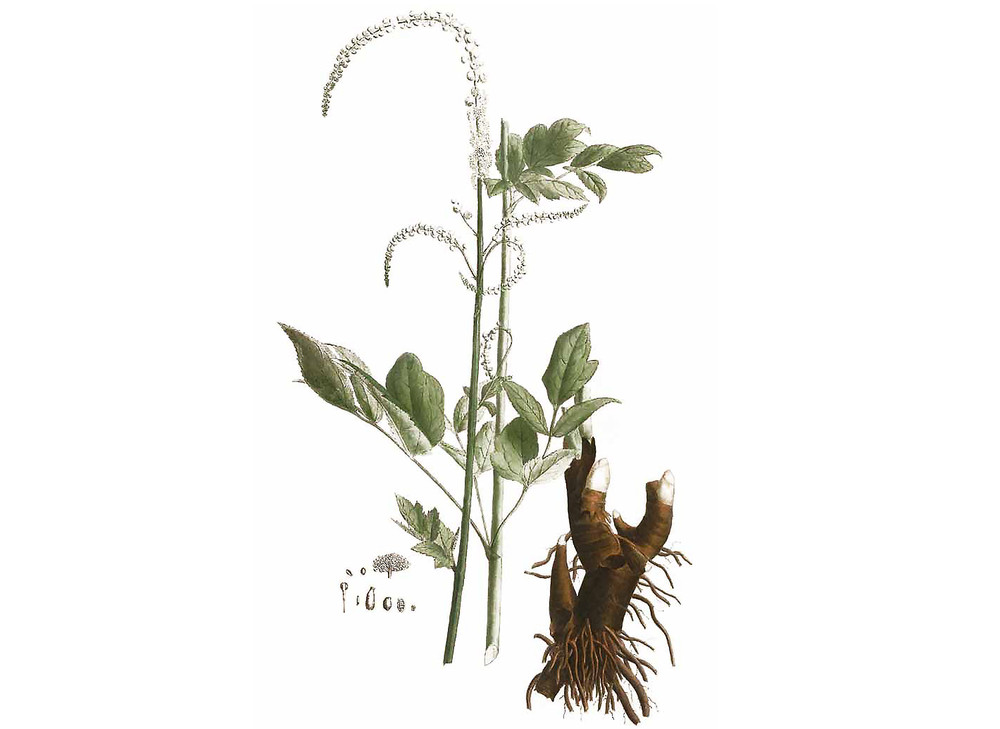 Black_Cohosh_Seeds_OG_2019-11-04__78540.1591743336
