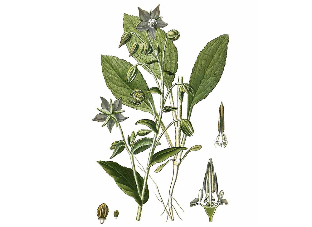 Borage_Seeds_OG_2019-11-04__90153.1591743450