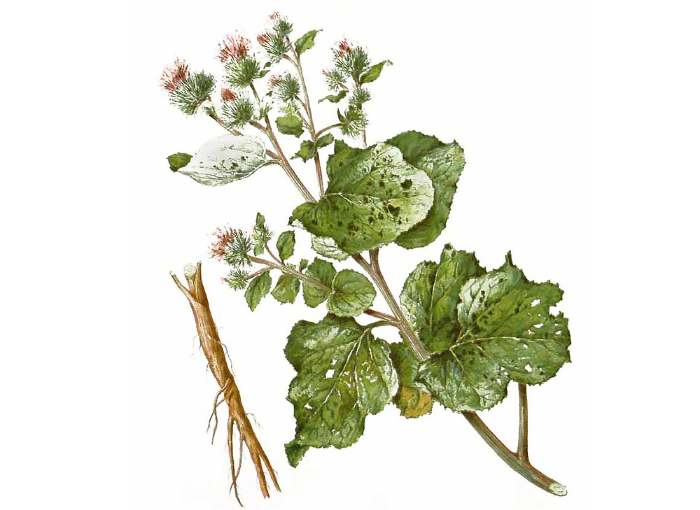 Burdock_Seeds_OG_2019-11-04__75734.1591743528