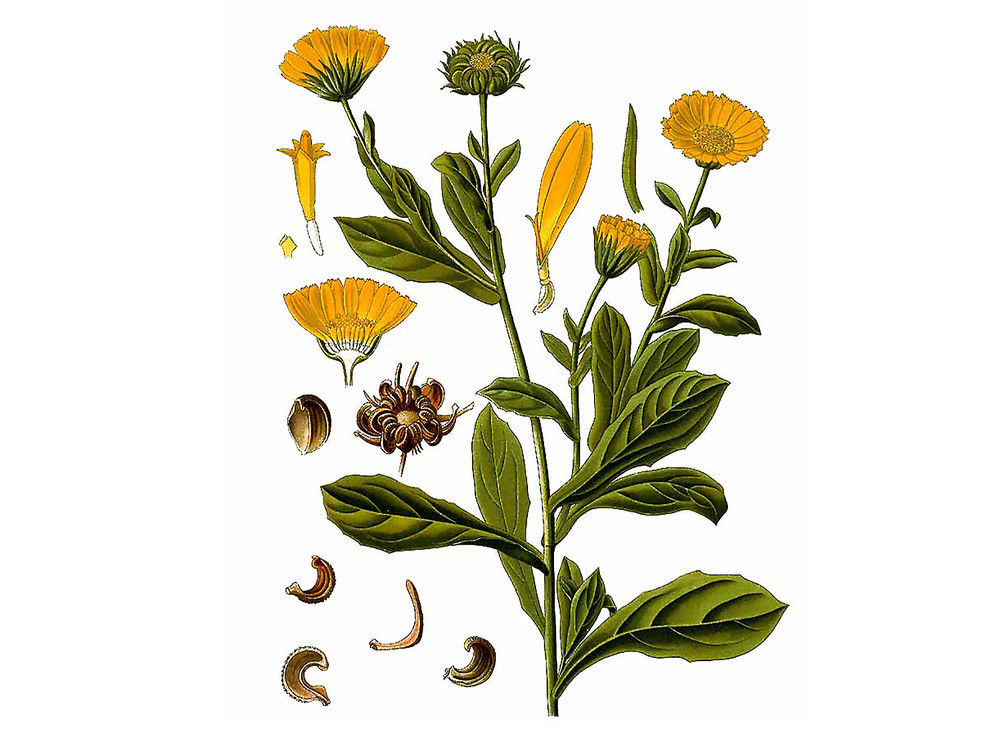 Calendula_Seeds_OG_2019-11-04__51939.1591811667
