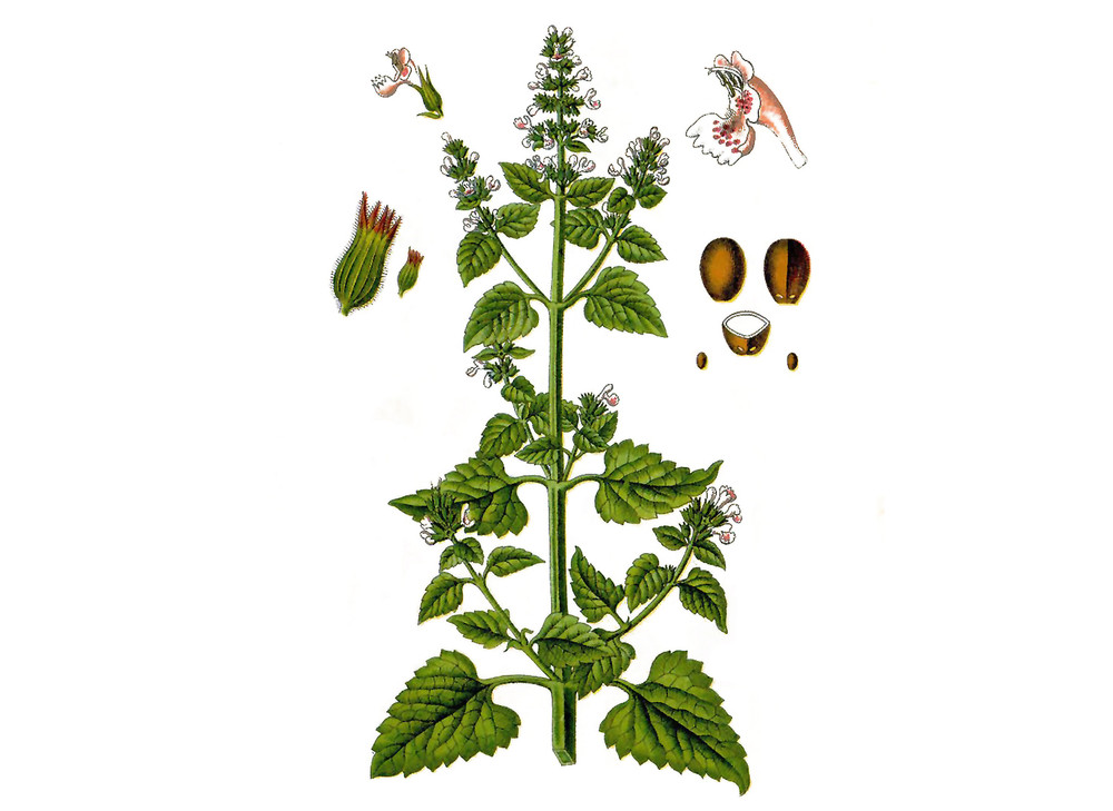 Catnip_Seeds_OG_2019-11-04__61687.1591811870