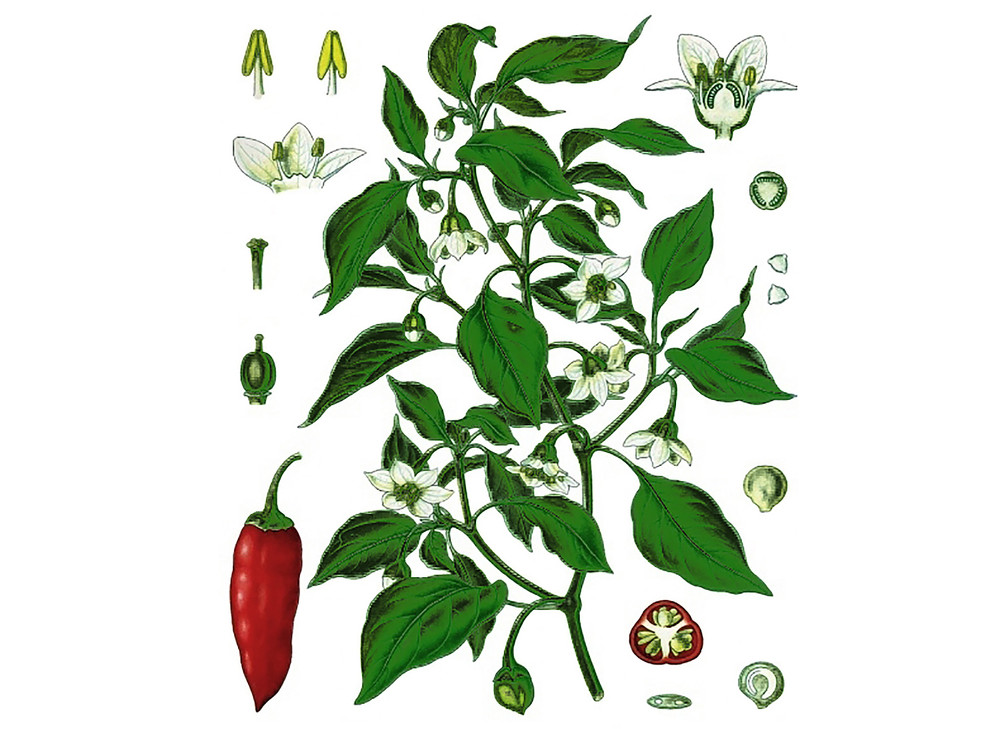 Cayenne_Pepper_Seeds_OG_2019-11-04__87816.1591811981