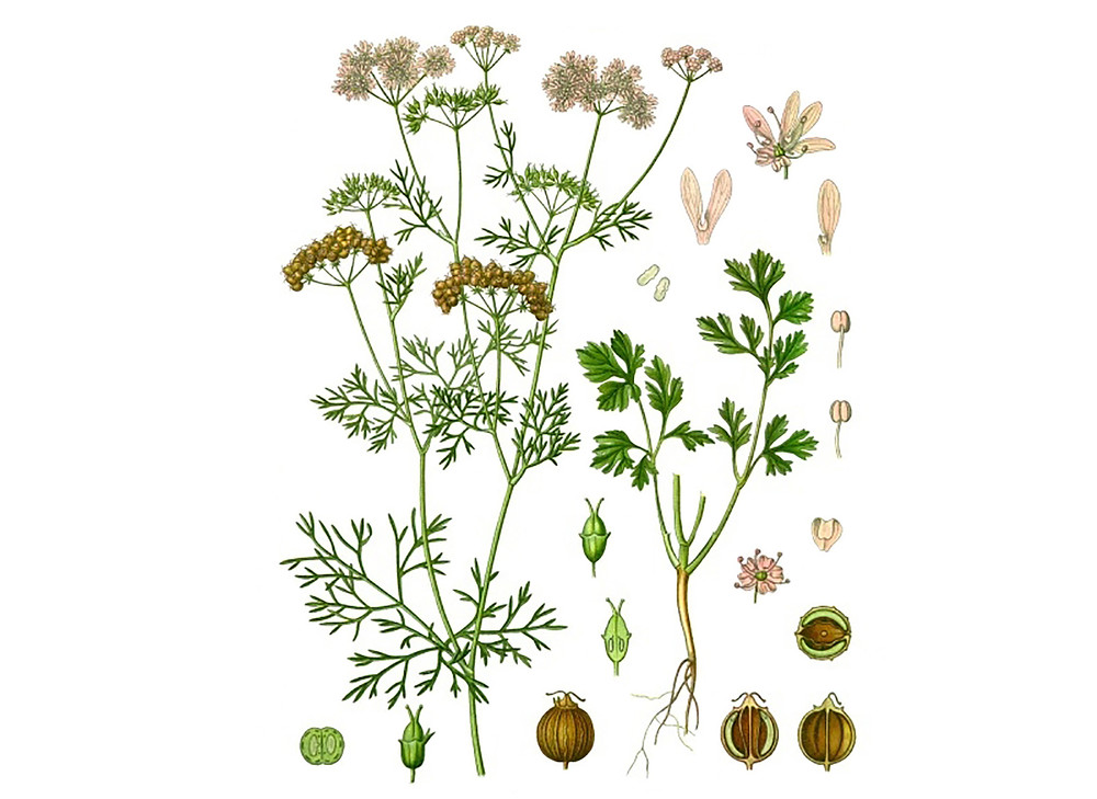 Cilantro_Seeds_OG_2019-11-04__70486.1591812508