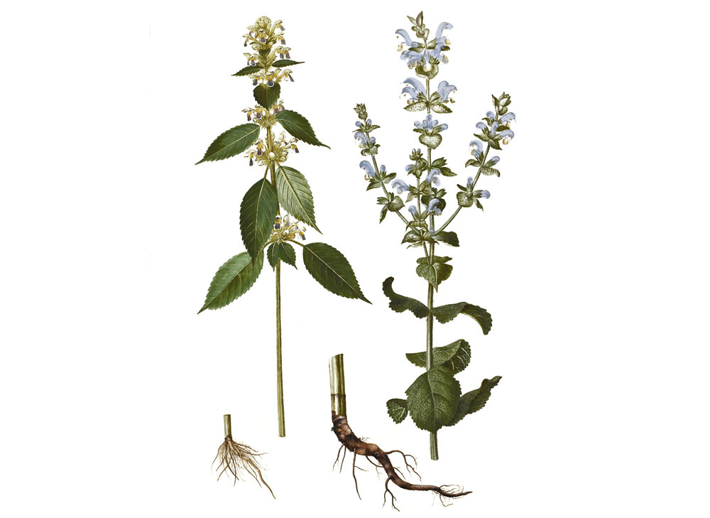 Clary_Sage_Seeds_OG_2019-11-04__37208.1591812592