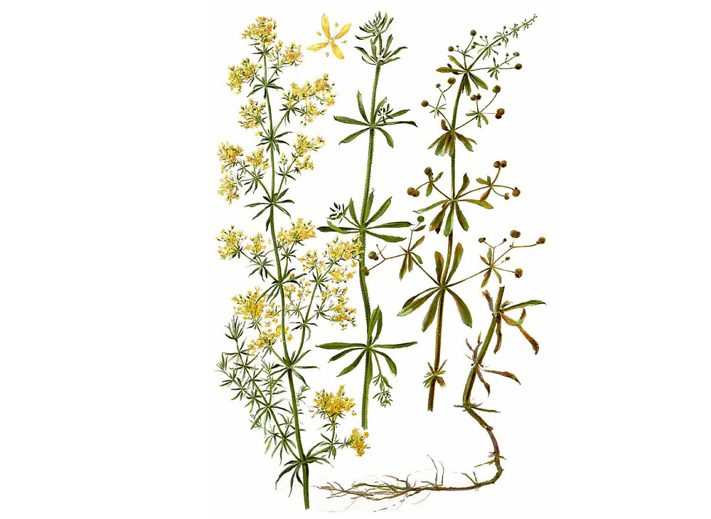 Cleavers_Seeds_OG_2019-11-04__90930.1591891888