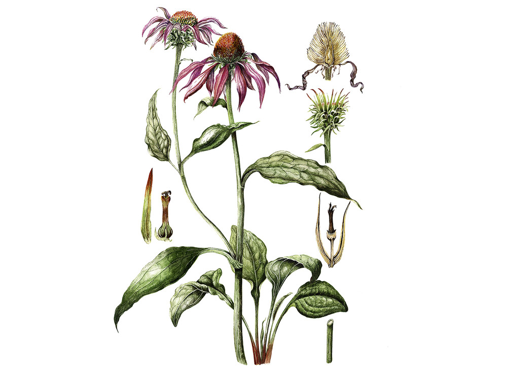 Echinacea_angustifolia_Seeds_OG_2019-11-04__79611.1591812843