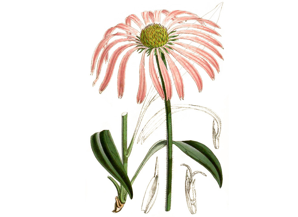 Echinacea_purpurea_Seeds_OG_2019-11-04__18332.1591812922
