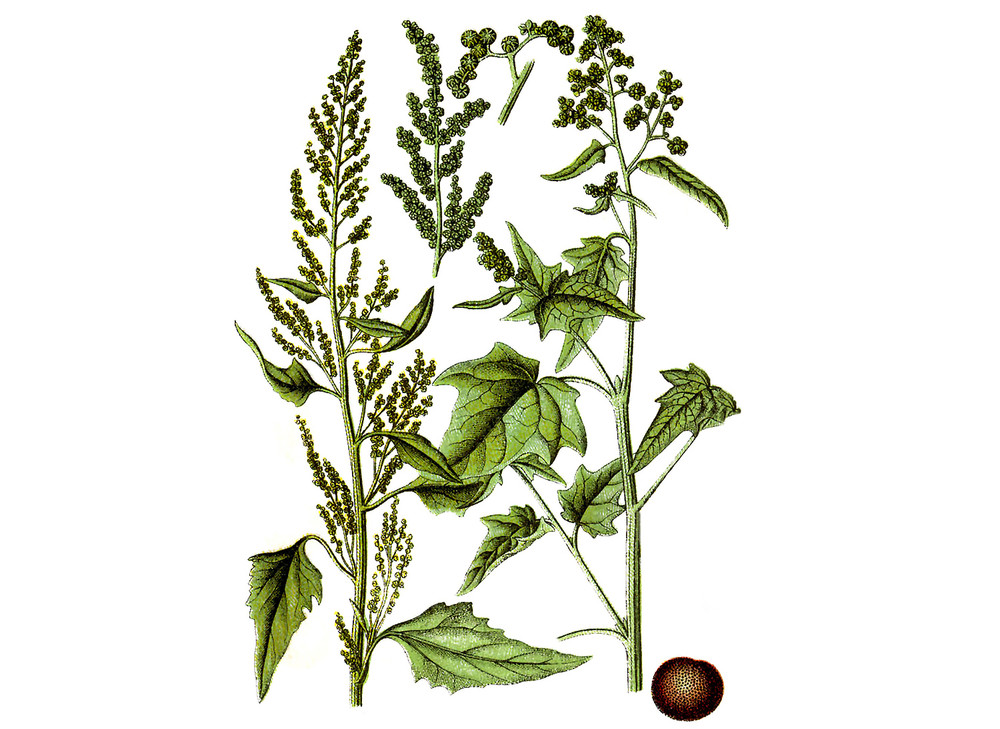 Epazote_Seeds_OG_2019-11-04__01969.1591892081