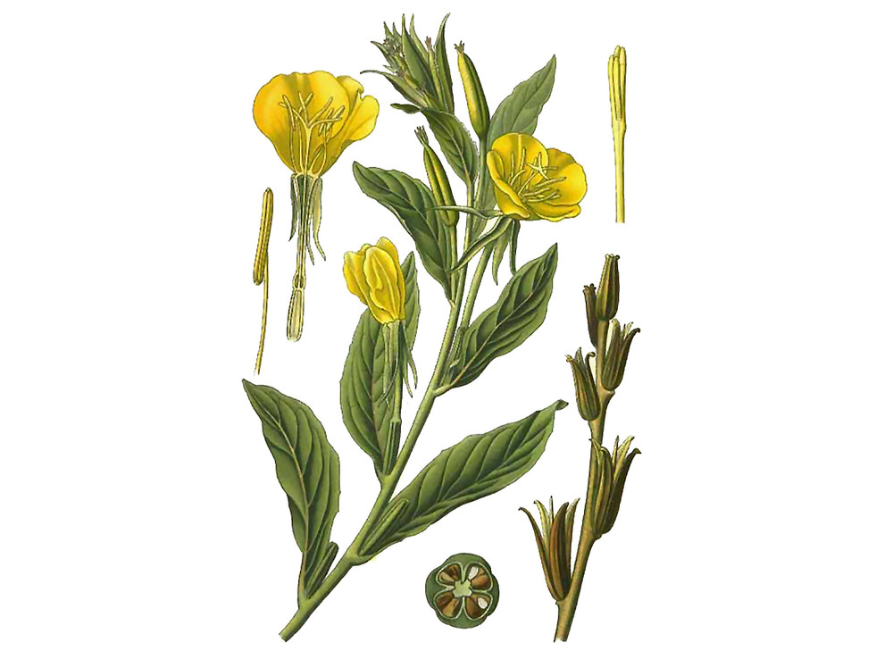 Evening_Primrose_Seeds_OG_2019-11-04__21047.1591813059