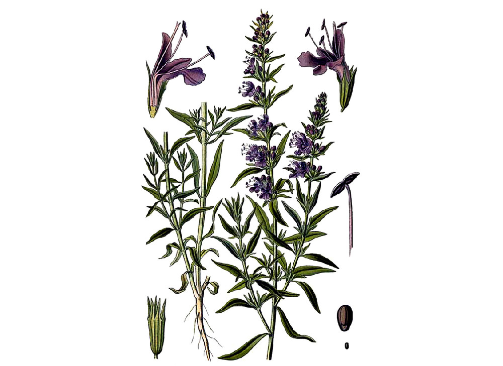 Hyssop_Seeds_OG_2019-11-04__93112.1591813340