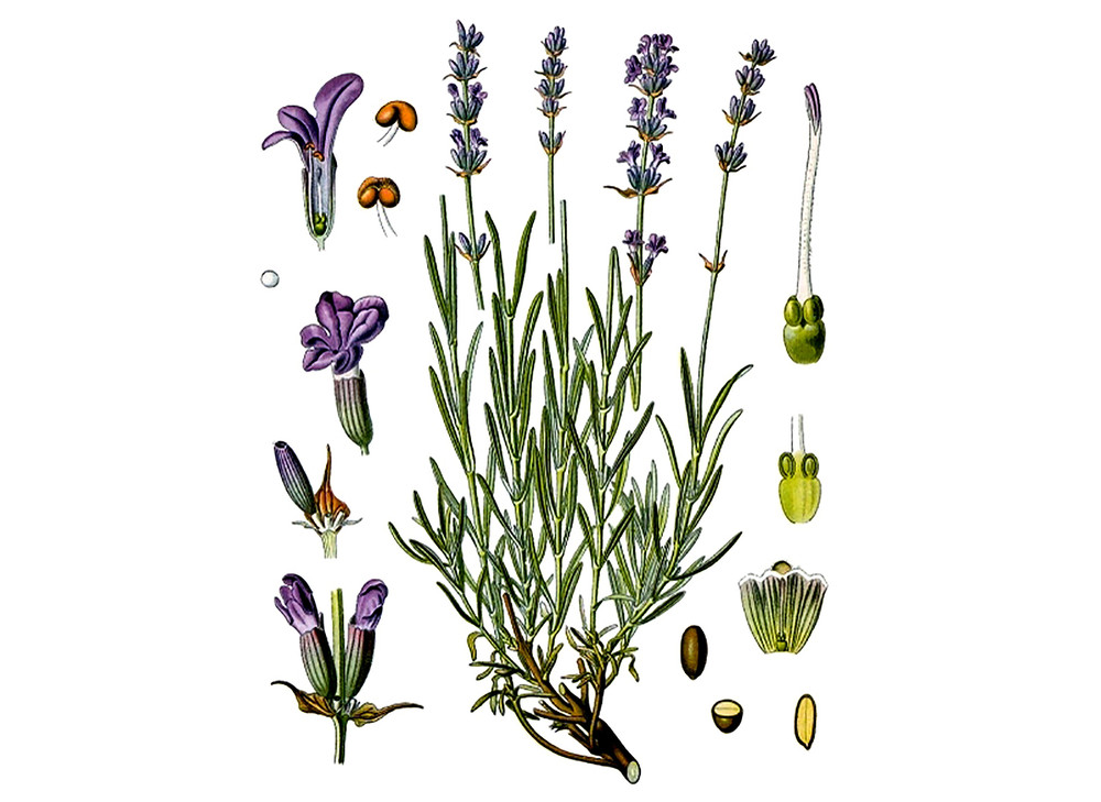 Lavender_Seeds_OG_2019-11-04__99078.1591823393
