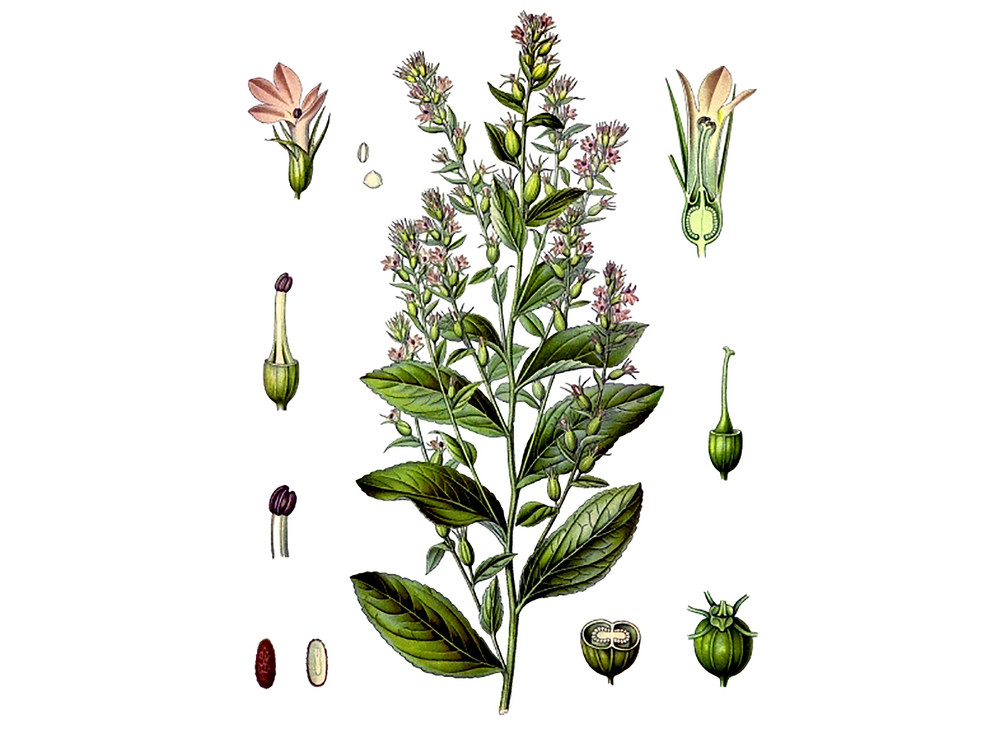Lobelia_Seeds_OG_2019-11-04__30664.1591824009