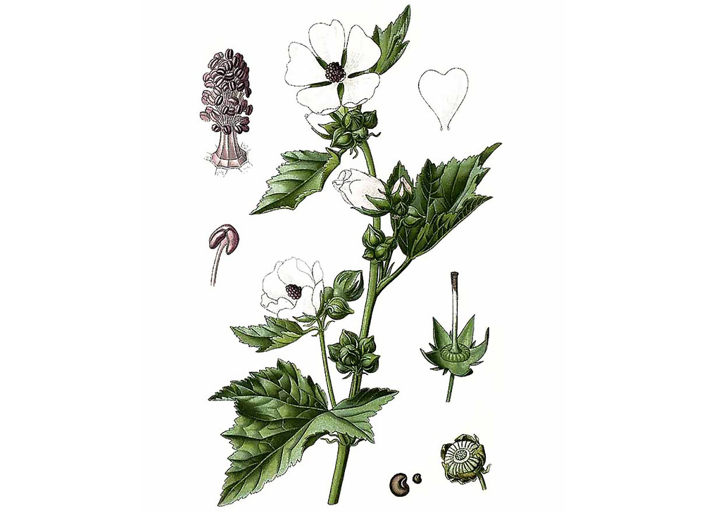 Marshmallow_Seeds_OG_2019-11-04__01249.1591824093