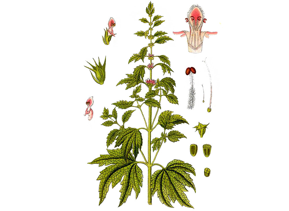 Motherwort_Seeds_OG_2019-11-04__00256.1591824342