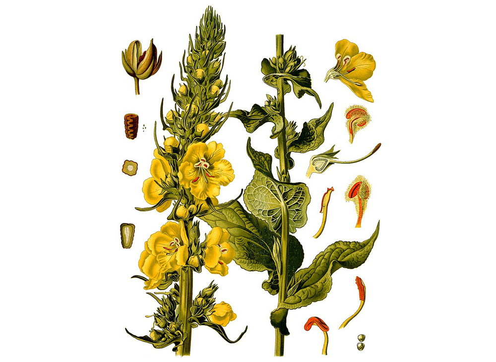 Mullein_Seeds_OG_2019-11-04__65764.1591824413