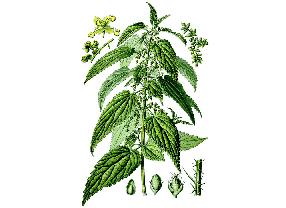 Nettle_Seeds_OG_2019-11-04__80069.1591827538