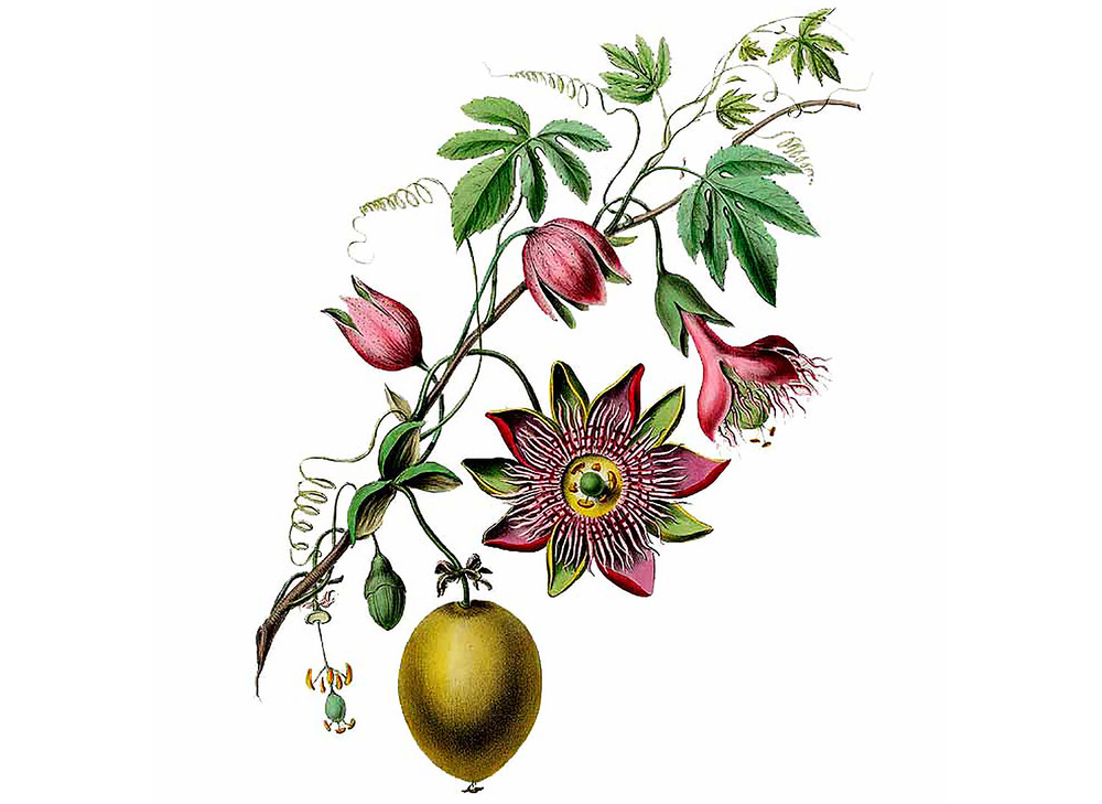 Passionflower_Seeds_OG_2019-11-04__80629.1591828105