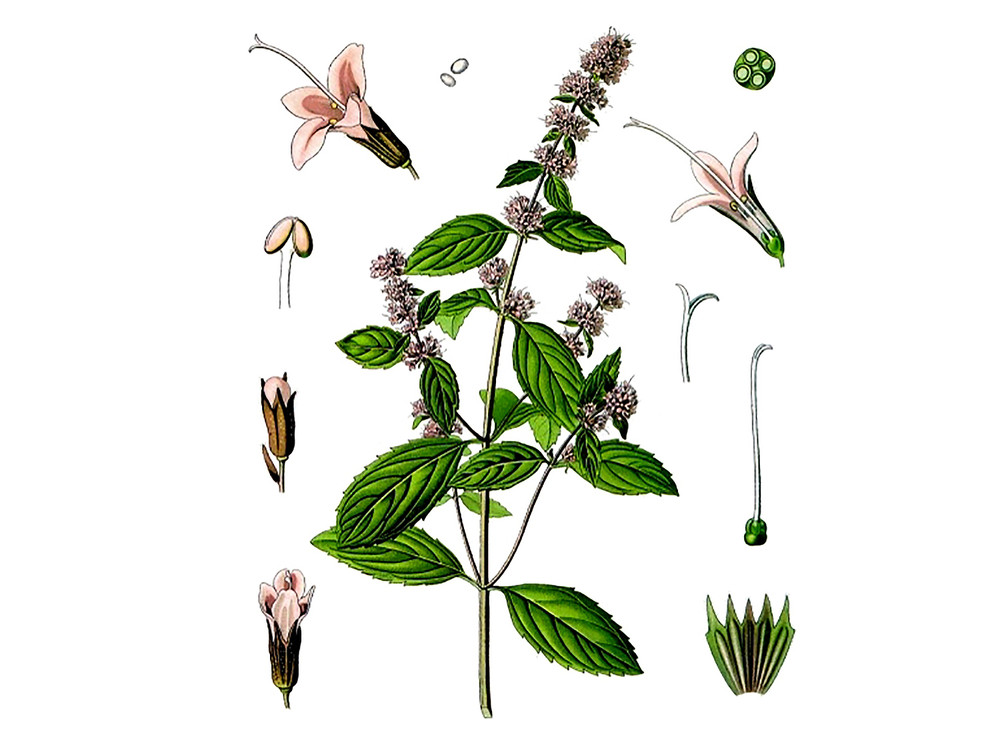 Peppermint_Seeds_NOG_2019-11-04__20044.1591828262