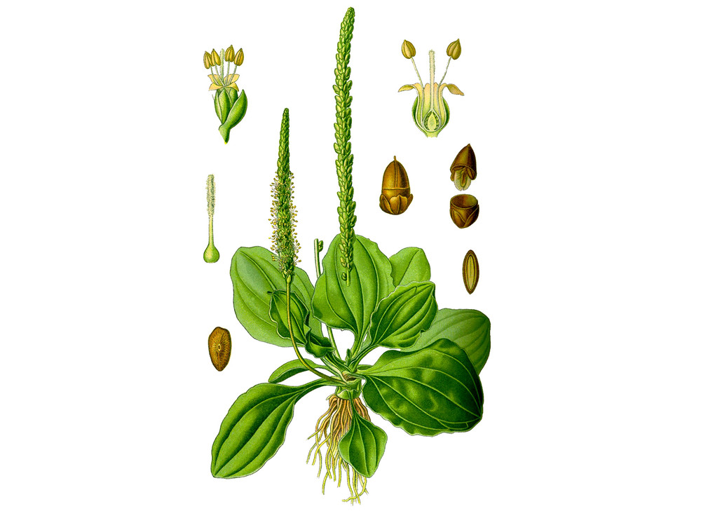 Plantain_Seeds_OG_2019-11-04__80773.1591828372
