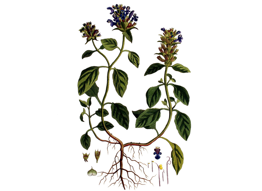 Self_Heal_Prunella_Seeds_OG_2019-11-04__69371.1591828710