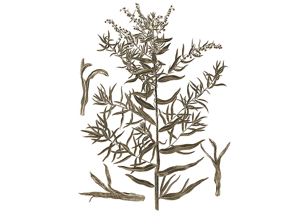 Tarragon_Seeds_OG_2019-11-04__53131.1591892748