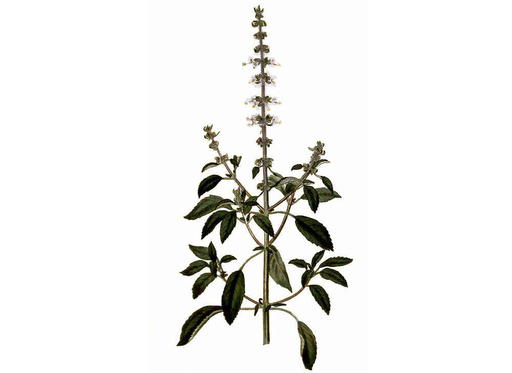 Tulsi_Temperate_Seeds_OG_2019-11-04__97955.1591893339