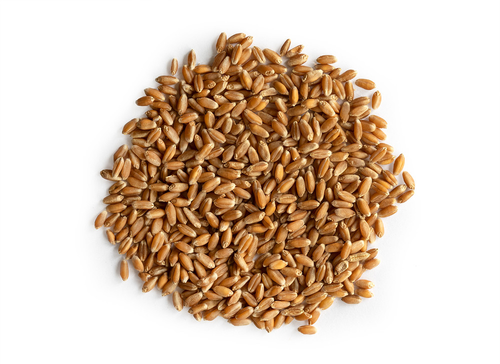 Wheatgrass_Sprouting_Seeds_27726__49654.1696351980