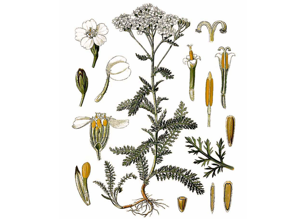 Yarrow_Seeds_OG_2019-11-04__50124.1591890963