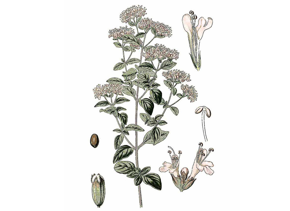 Zaatar_Seeds_OG_2019-11-04__83883.1591891061