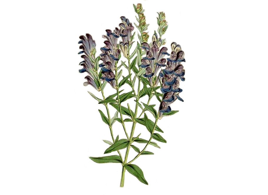 chinese-skullcap-herb-img__12330.1662069101